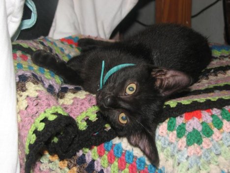 Picture of a cat / kitten / feline