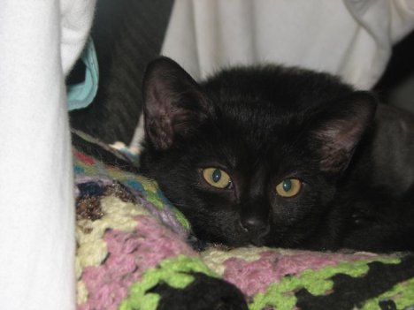 Picture of a cat / kitten / feline