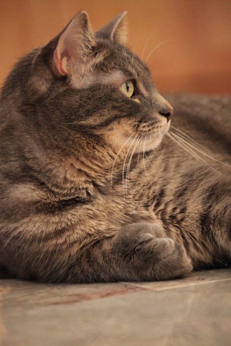 Picture of a cat / kitten / feline