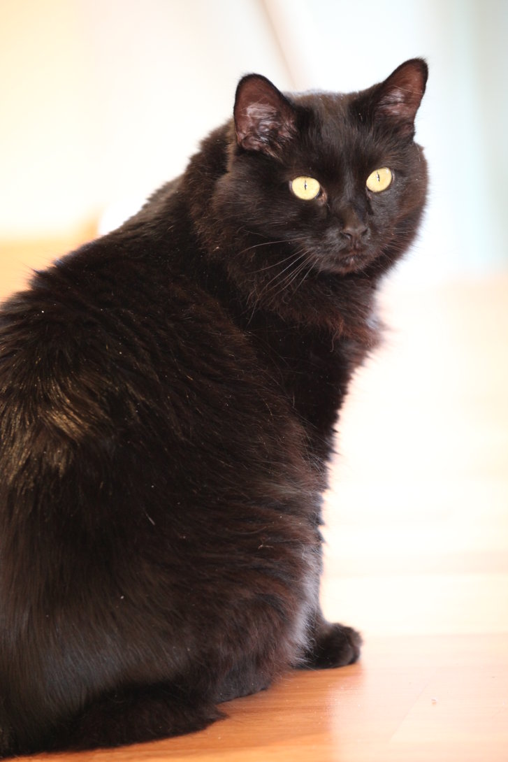 Picture of a cat / kitten / feline