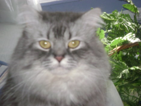 Picture of a cat / kitten / feline