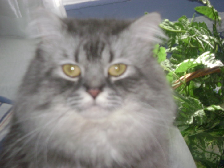 Picture of a cat / kitten / feline