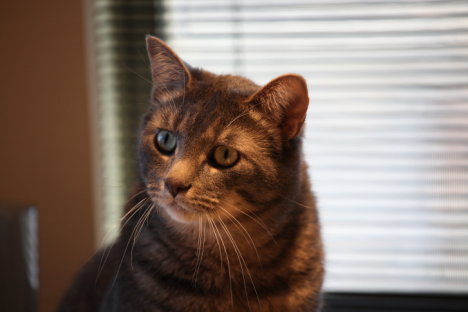 Picture of a cat / kitten / feline