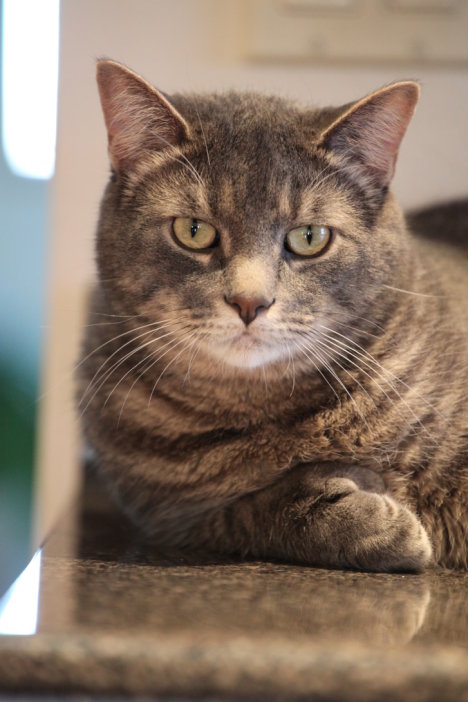 Picture of a cat / kitten / feline