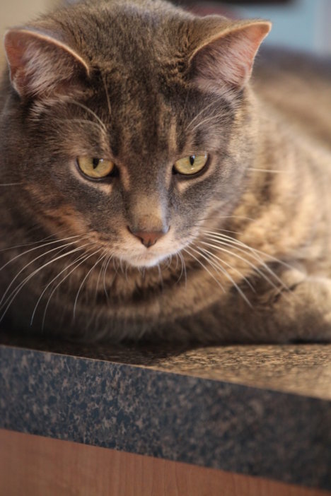 Picture of a cat / kitten / feline