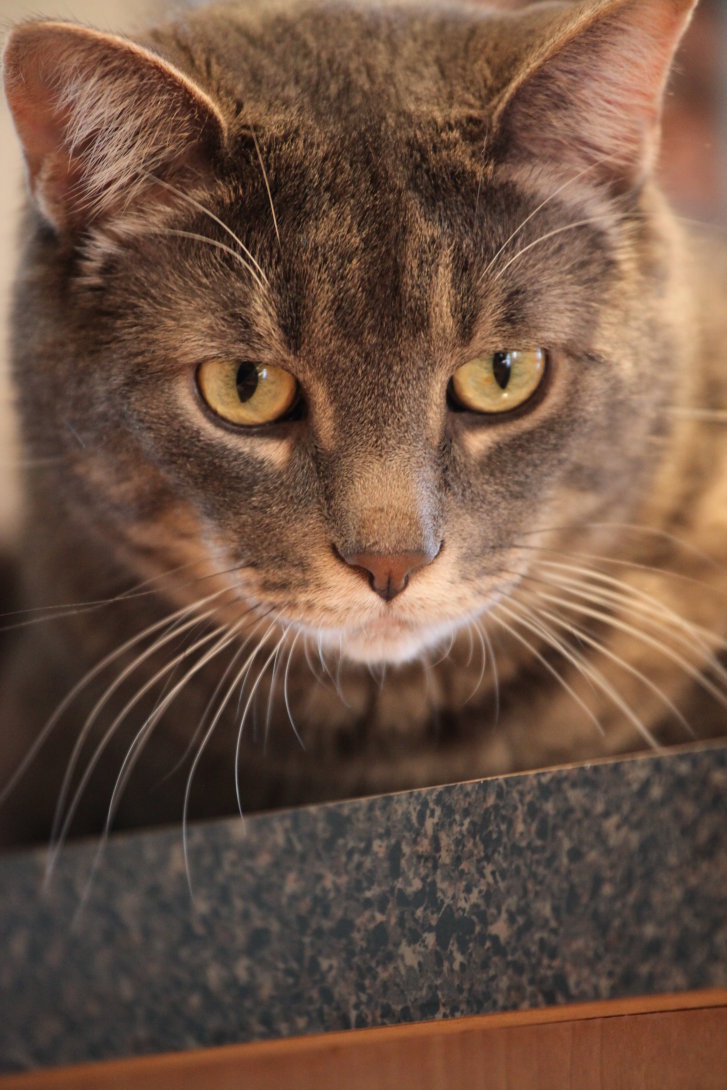 Picture of a cat / kitten / feline