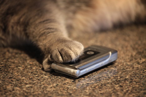 Picture of a cat / kitten / feline