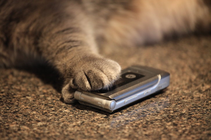 Picture of a cat / kitten / feline