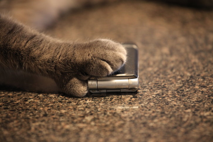 Picture of a cat / kitten / feline