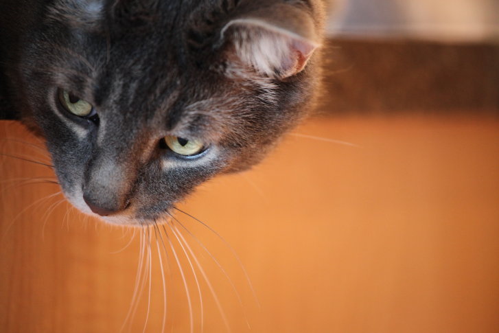 Picture of a cat / kitten / feline