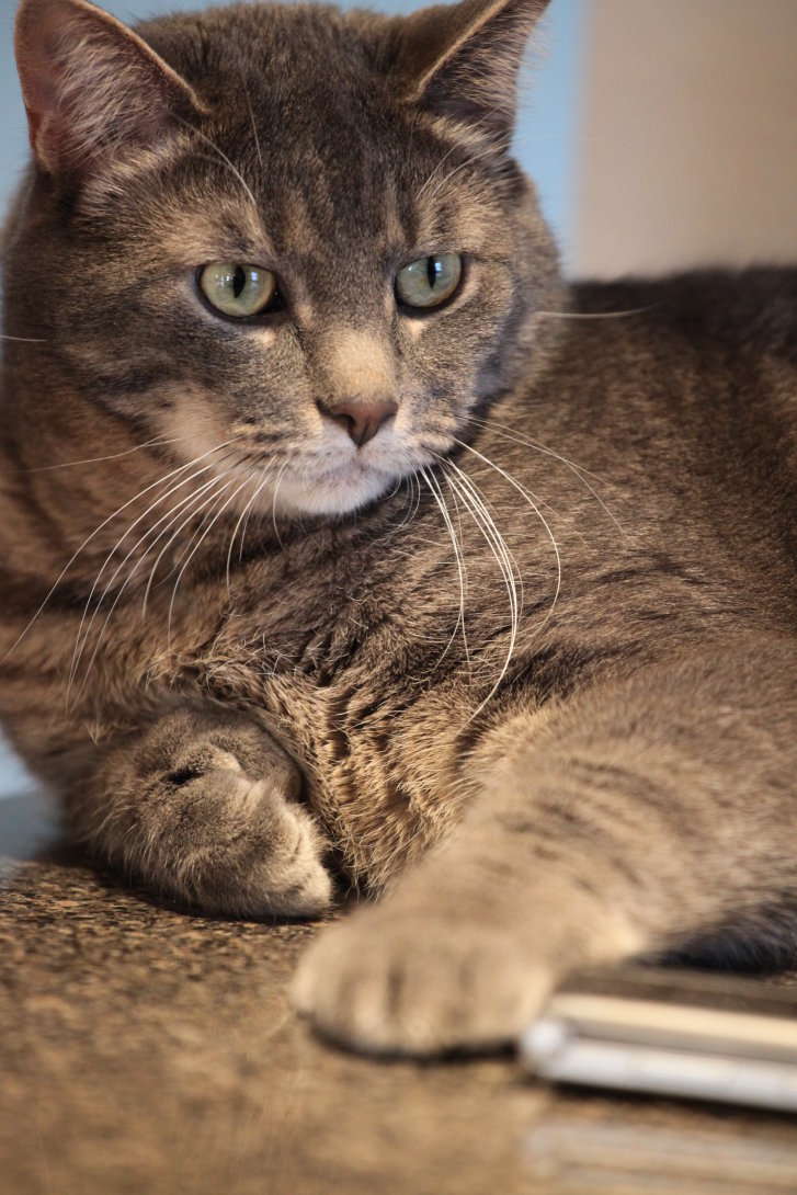 Picture of a cat / kitten / feline