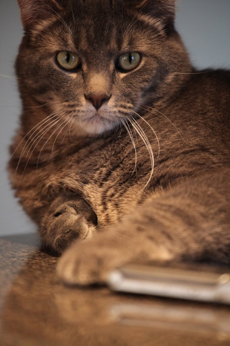 Picture of a cat / kitten / feline