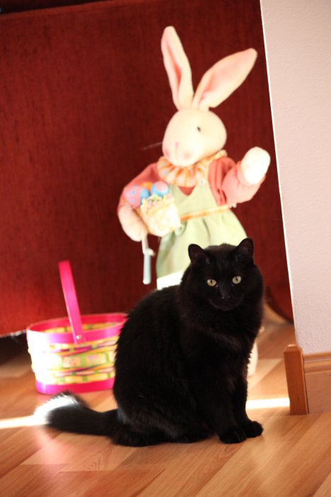 Picture of a cat / kitten / feline