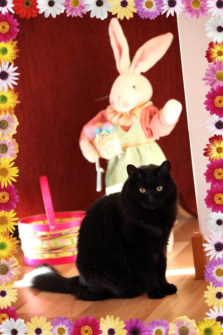 Picture of a cat / kitten / feline