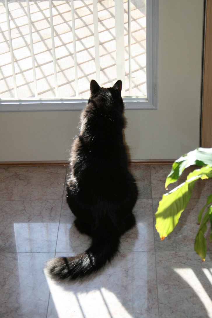 Picture of a cat / kitten / feline