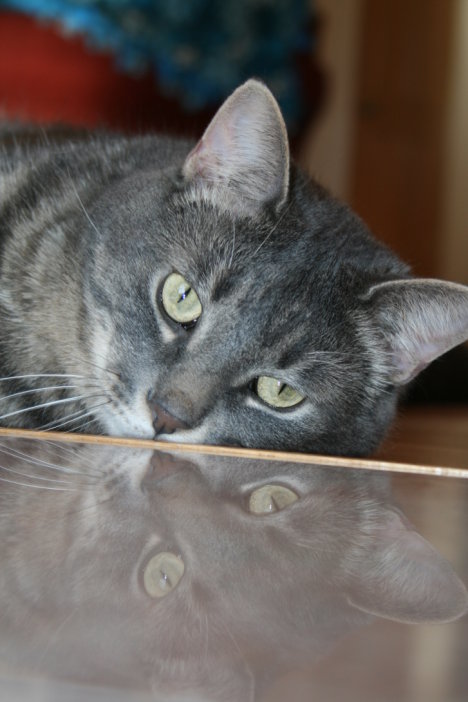 Picture of a cat / kitten / feline