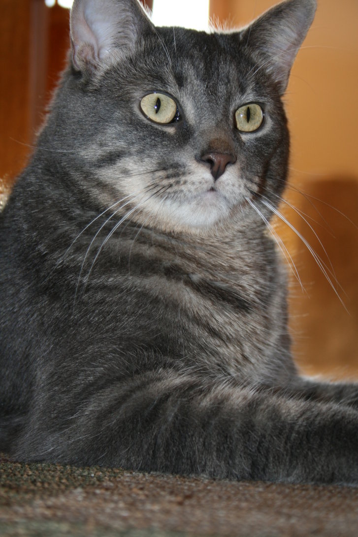 Picture of a cat / kitten / feline