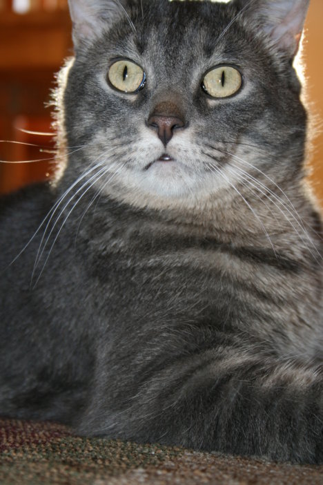 Picture of a cat / kitten / feline