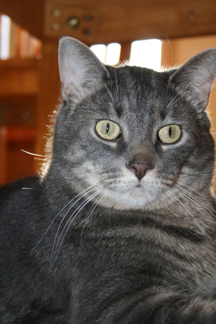 Picture of a cat / kitten / feline