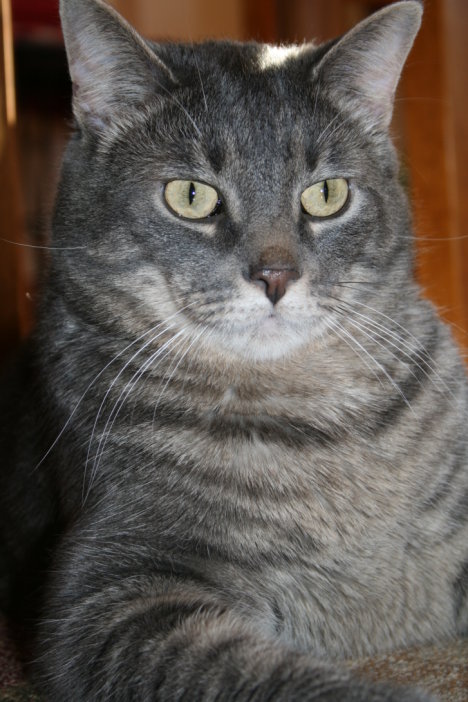 Picture of a cat / kitten / feline