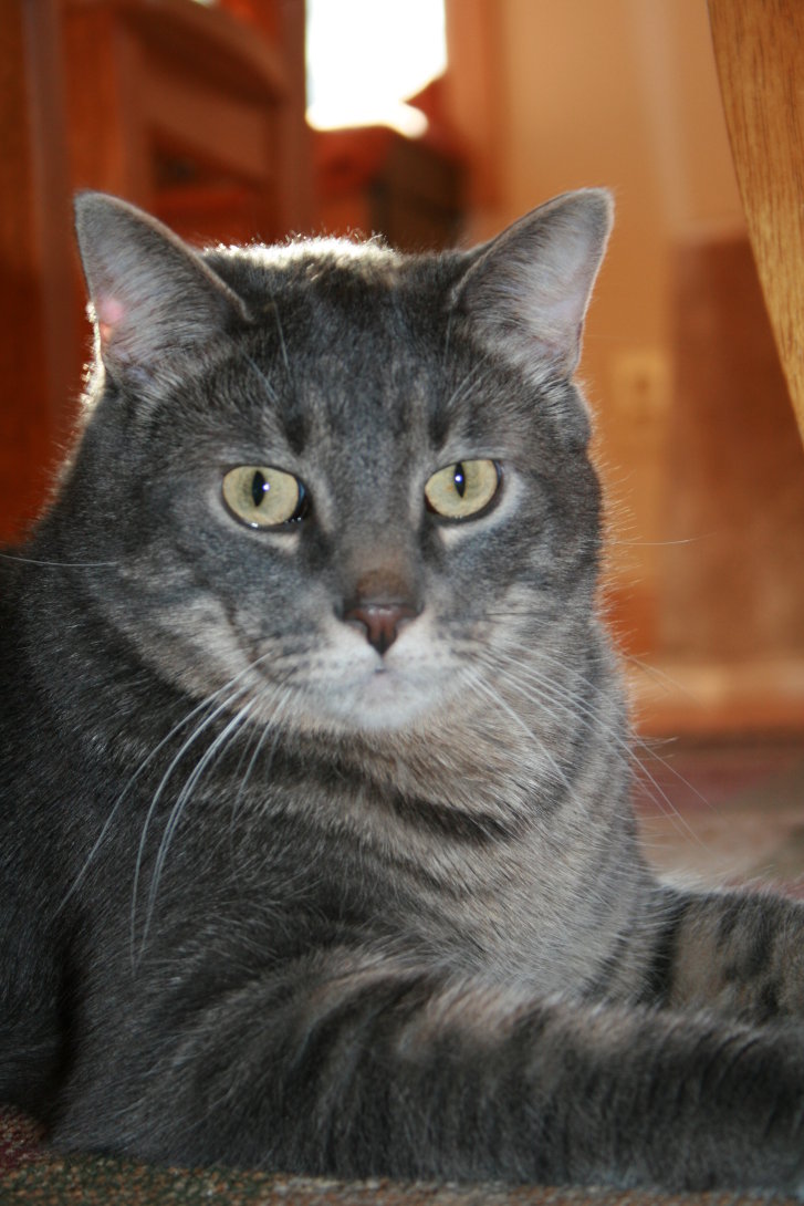 Picture of a cat / kitten / feline