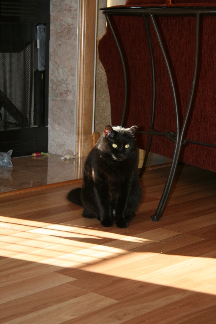 Picture of a cat / kitten / feline