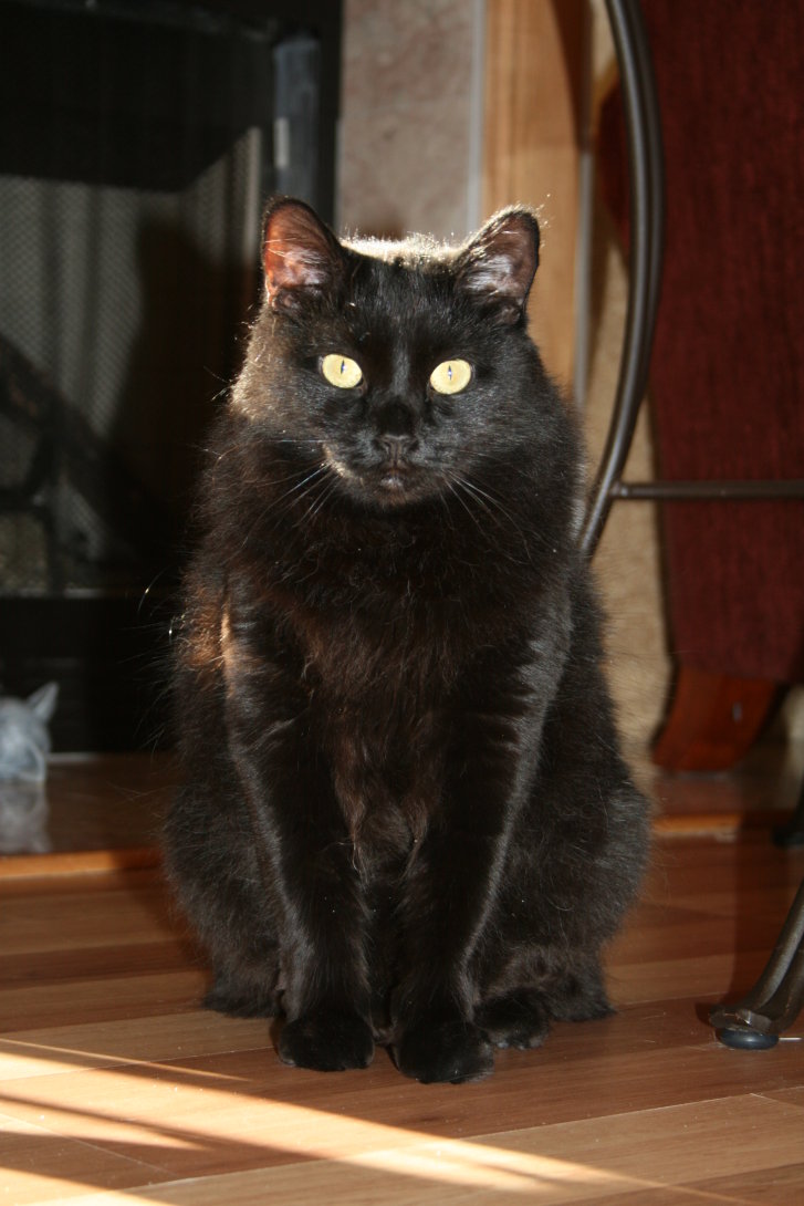 Picture of a cat / kitten / feline