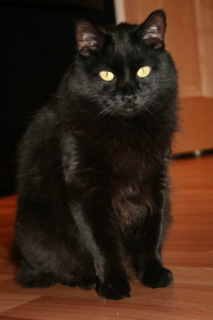 Picture of a cat / kitten / feline