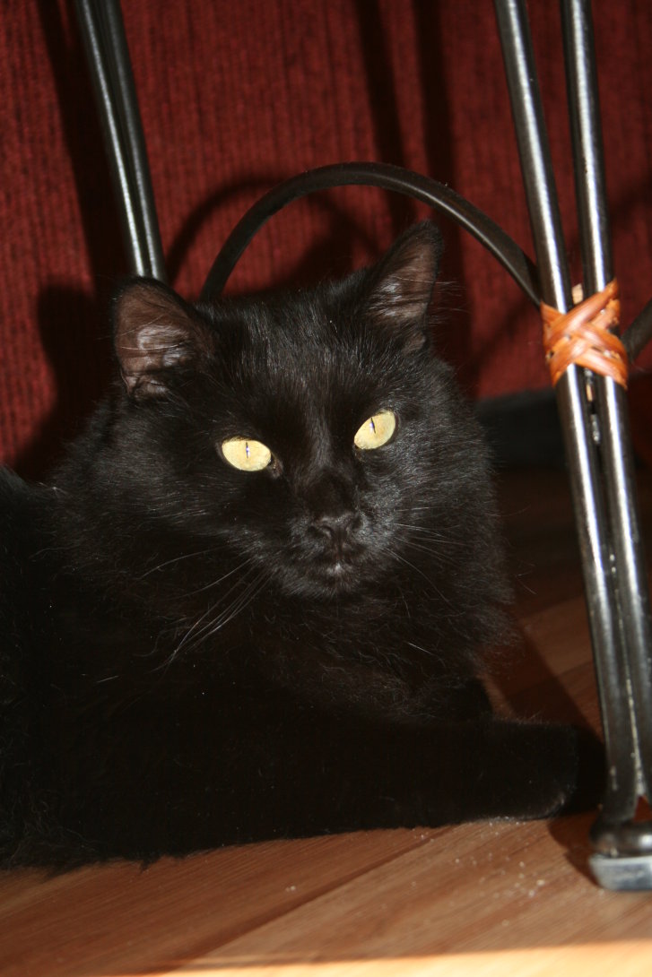 Picture of a cat / kitten / feline