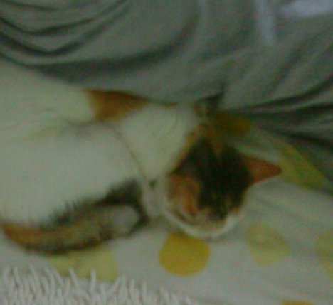 Picture of a cat / kitten / feline