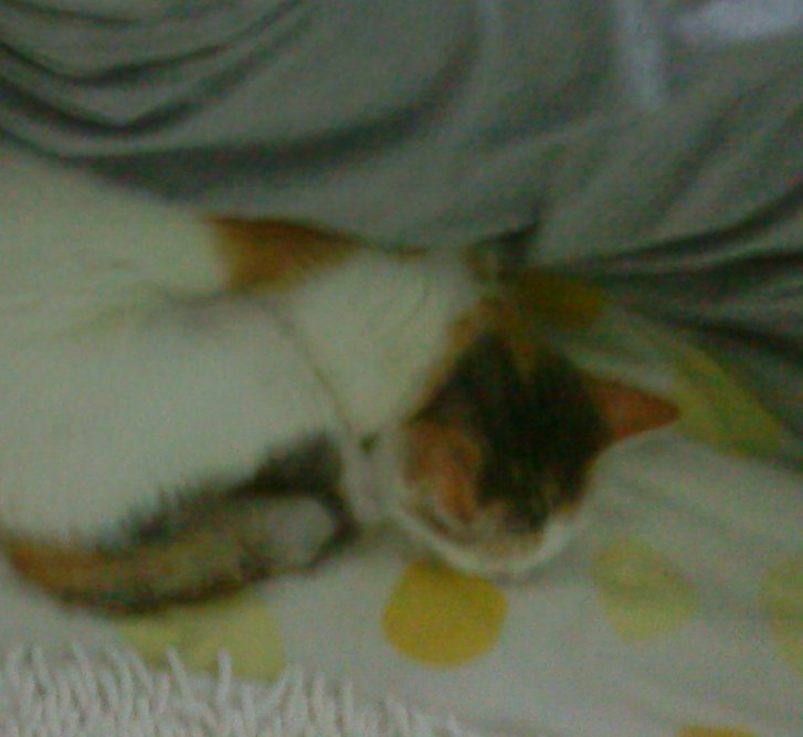 Picture of a cat / kitten / feline