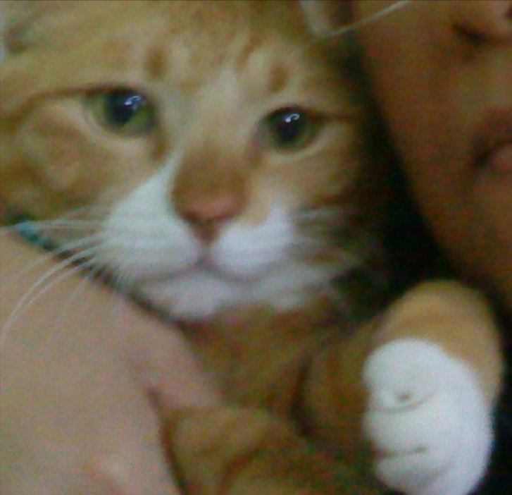 Picture of a cat / kitten / feline