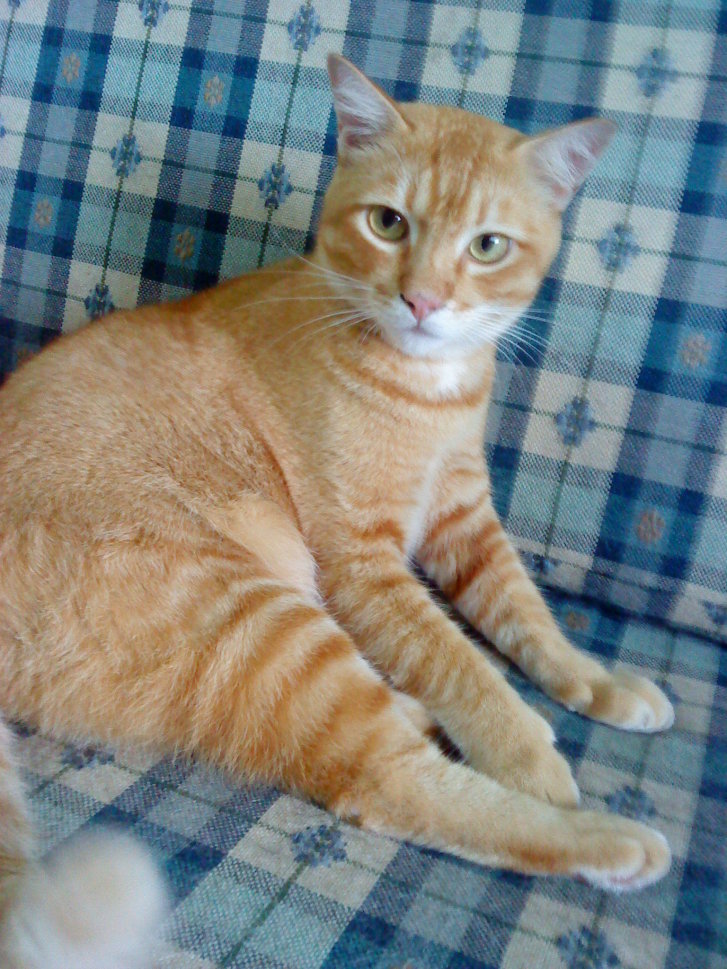 Picture of a cat / kitten / feline