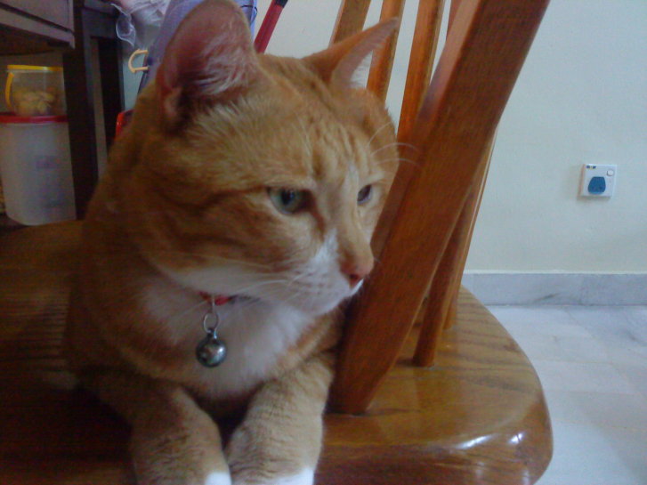 Picture of a cat / kitten / feline