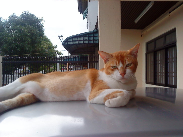 Picture of a cat / kitten / feline