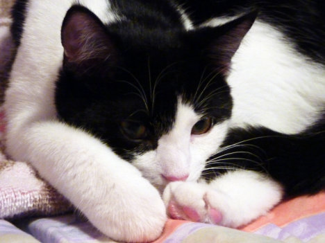 Picture of a cat / kitten / feline