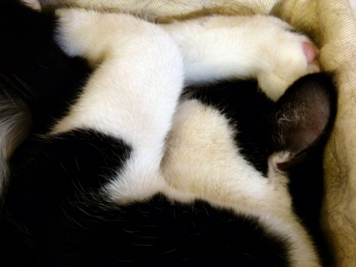 Picture of a cat / kitten / feline