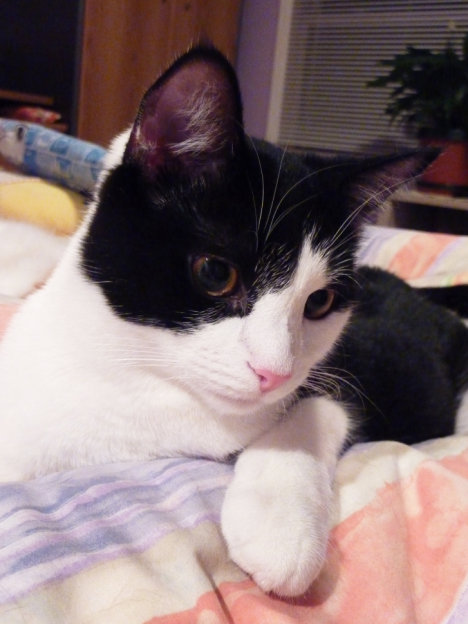 Picture of a cat / kitten / feline