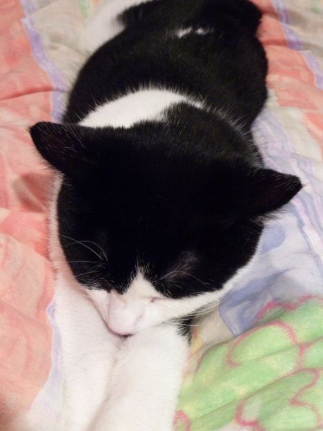 Picture of a cat / kitten / feline