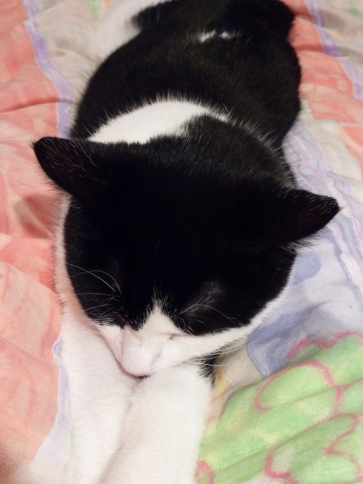 Picture of a cat / kitten / feline