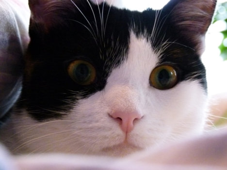 Picture of a cat / kitten / feline