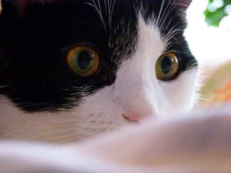 Picture of a cat / kitten / feline