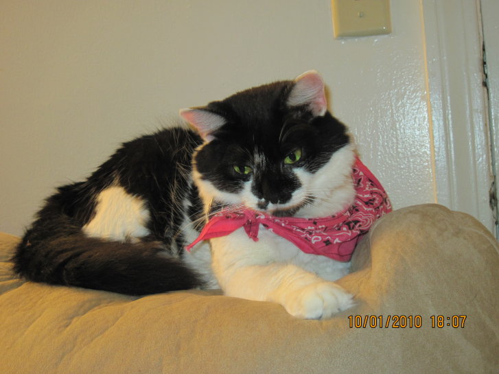 Picture of a cat / kitten / feline