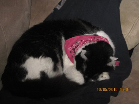 Picture of a cat / kitten / feline