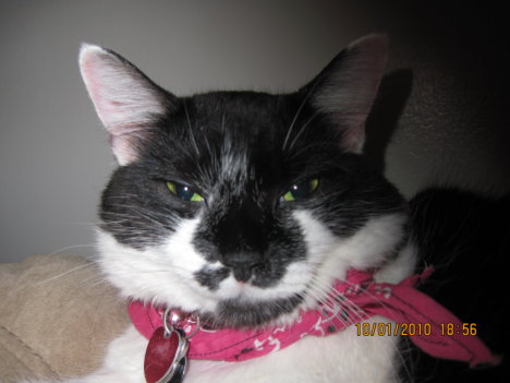 Picture of a cat / kitten / feline