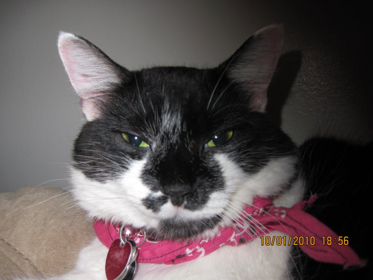 Picture of a cat / kitten / feline