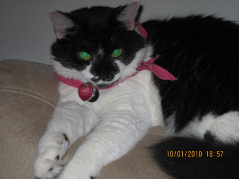 Picture of a cat / kitten / feline