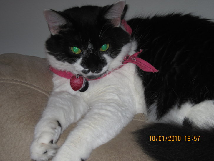 Picture of a cat / kitten / feline