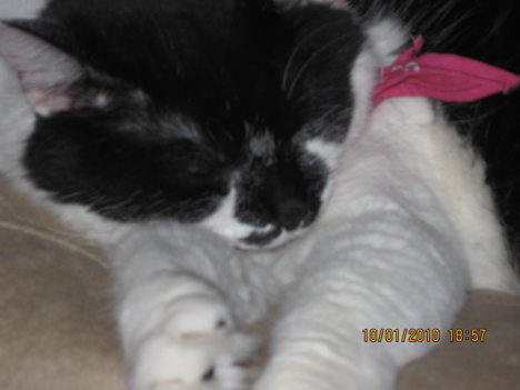 Picture of a cat / kitten / feline