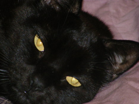 Picture of a cat / kitten / feline